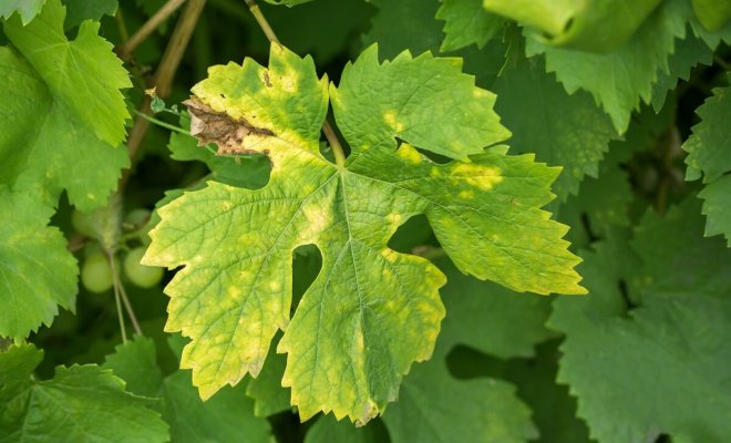 Пупырышки на листьях винограда описание с фотографиями и способы лечения